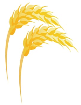 Two gold wheats  in a white background