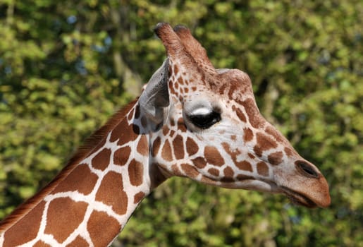 Giraffe Head