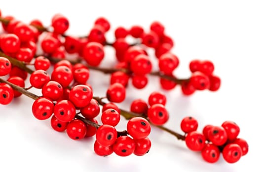 Winterberry Christmas branches with red holly berries