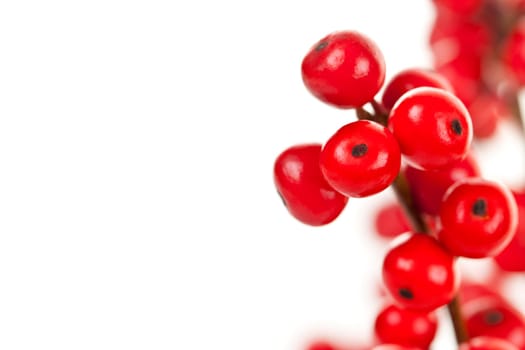 Winterberry Christmas branches with red holly berries