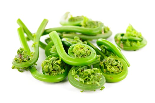 Pile of fresh spring wild fiddleheads on white background