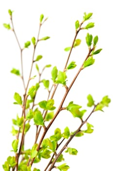 Branches with young green spring leaves budding isolated on white