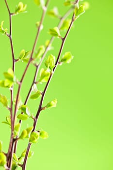 Branches with young spring leaves budding on green background