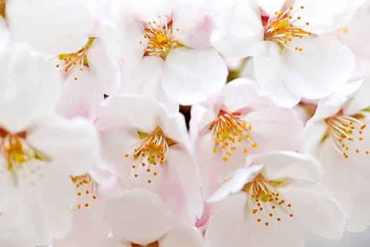 Delicate apple tree blossoms in spring close up