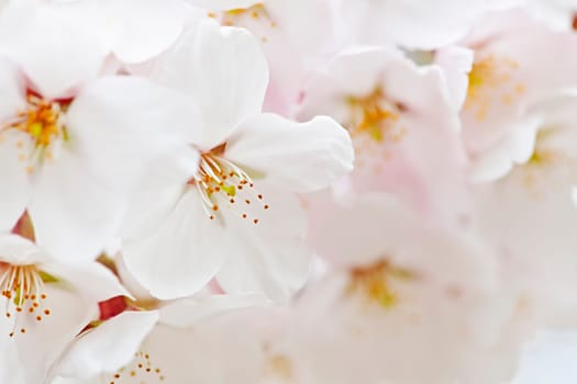 Delicate apple tree blossoms in spring close up