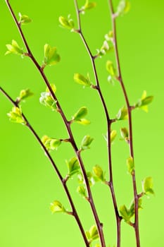Branches with young spring leaves budding on green background