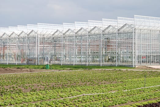 Outdoor or greenhouse cultivation