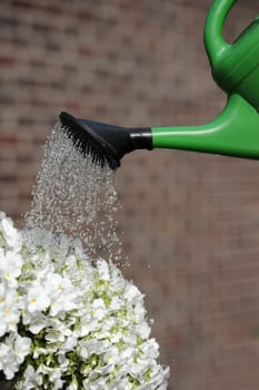 Watering flowers