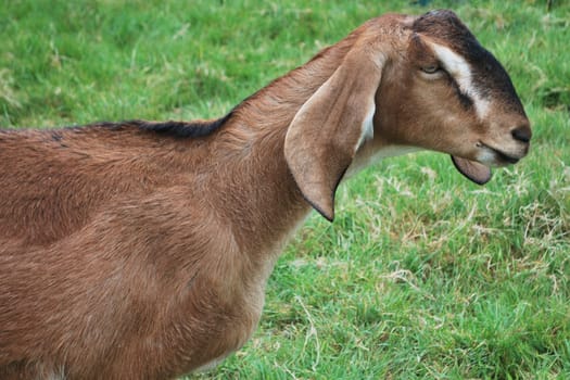 brown goat with big ears in field