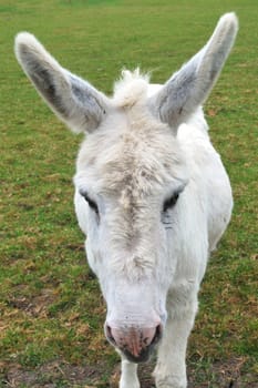 Portrait view of white donkey