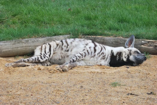Hyena asleep relaxing