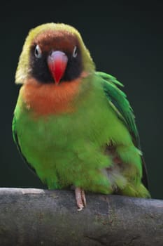colourful love bird
