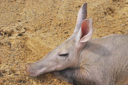 Head of aardvark asleep