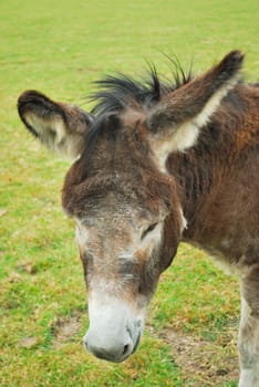 Donkey standing in field