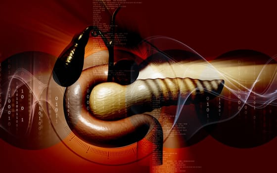 Digital illustration of pancreas in colour background