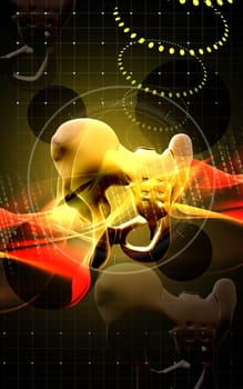 Digital illustration of pelvic girdle in colour background