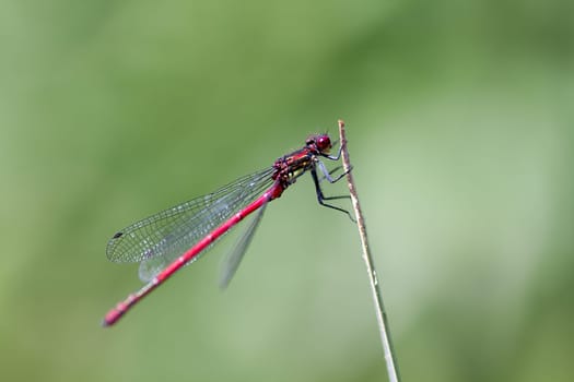 Adonis dragonfly