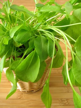 Herb pot with sorrel