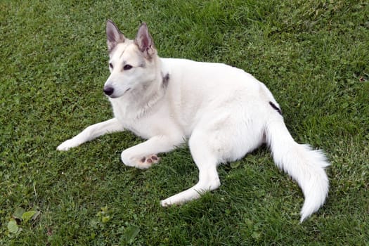 White Husky