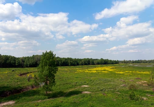 Swamp,River - Island on the Sava,Kupinovo,Serbia