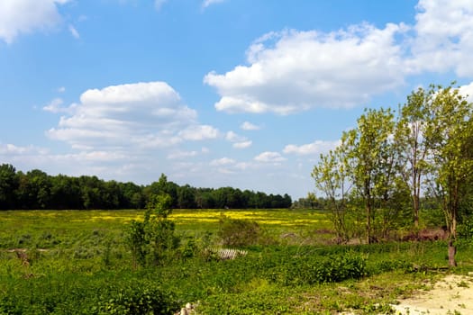 Swamp,River - Island on the Sava,Kupinovo,Serbia