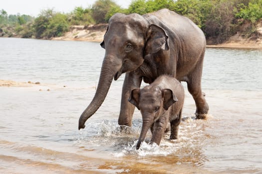 Elephants,cow with baby in Surin province in Thailand