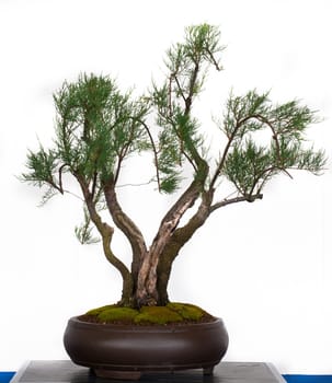 Tamarix in a bonsai pot