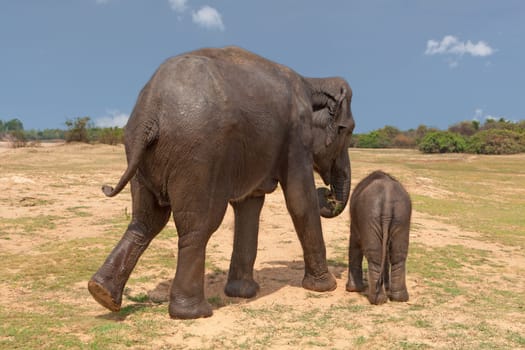 Elephants,cow with baby in Surin province in Thailand