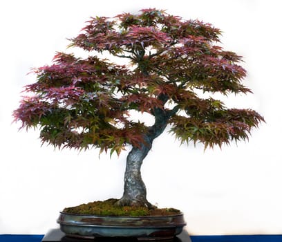 Acer palmatum eggs in a bonsai pot