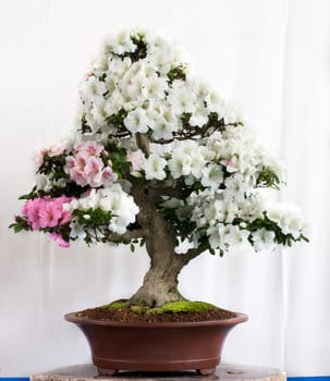 Rhododendron indicum in a bonsai pot