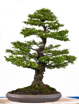 Zelkove nire with thick bark