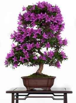 Rhododendron indicum with purple flowers