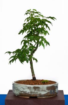 Acer palmatum Shishigashira as bonsai in a bonsai pot