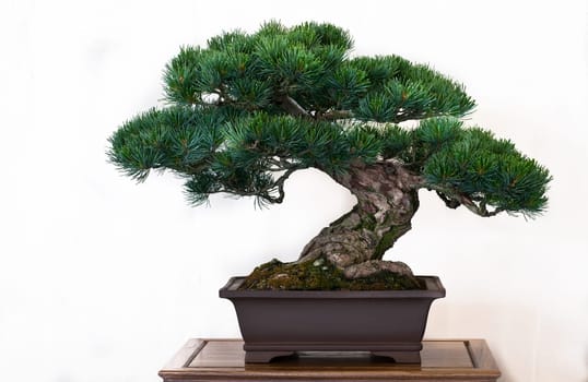Old pine in a bonsai pot
