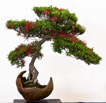 Rhododendron kinsai with red flowers in a bonsai pot