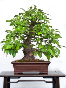 Pseudocydonia sinensis as a bonsai in a bonsai pot