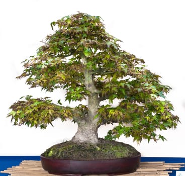 Japanese maple bonsai in a bonsai pot