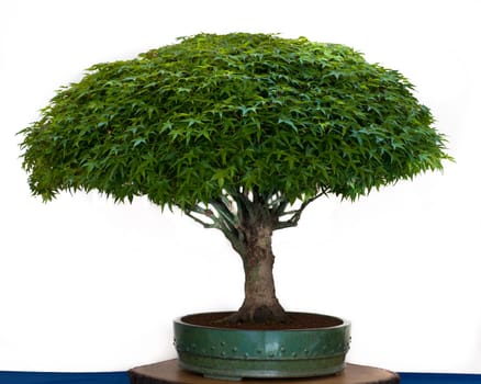 Maple tree designed in the shape of a broom