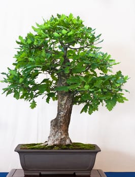 English oak in a bonsai pot