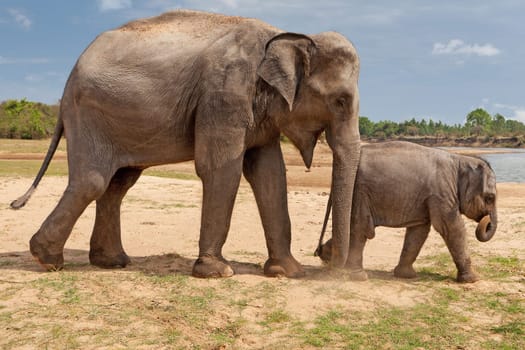Elephants,cow with baby in Surin province in Thailand