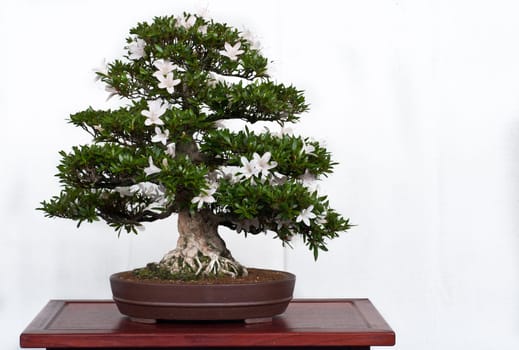 Rhodendron indicum bonsai with white flowers