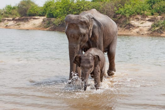 Elephants,cow with baby in Surin province in Thailand