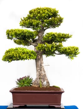 Boxwood (Buxus sempervivum) in a bonsai pot