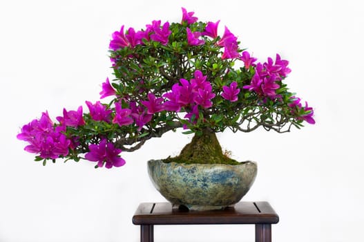 Rhododendron lativitium with purple flowers in a bonsai pot