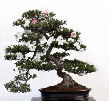 Satsuki Azalle with Flowers