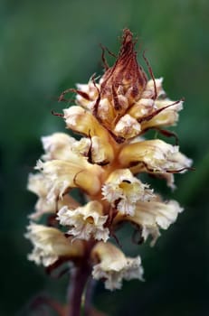 Amethyst Orobanche amethystea