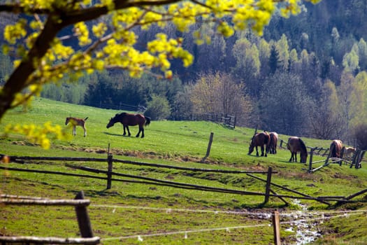 Beautiful spring landscape of green hills and horses