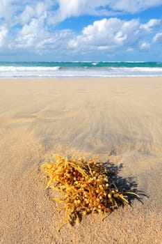 seaweed on a carabean beach in summer
