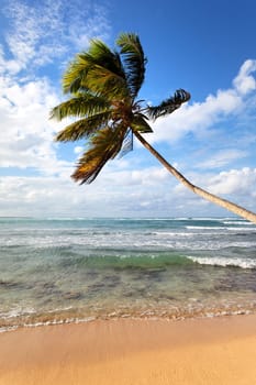 palm tree on a carabean beach in summer