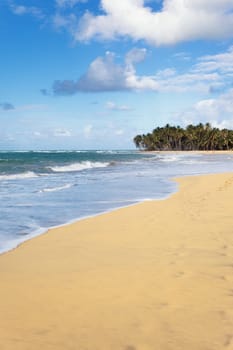 beautiful carabean beach in summer with palms
